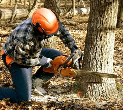 Tree Removal in Glen Lyon, PA
